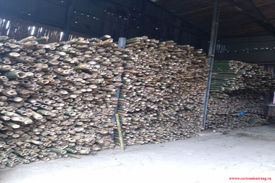 Mua bán cọc tre tại Quảng Nam